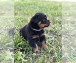 Small #9 Rottweiler