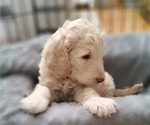 Small #1 Goldendoodle