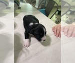 Small Photo #1 Australian Shepherd Puppy For Sale in ORANGE, TX, USA