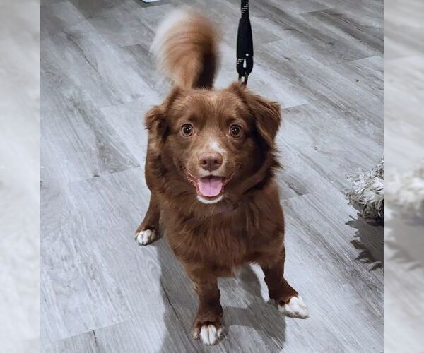Medium Photo #4 Dachshund-Retriever  Mix Puppy For Sale in Tustin, CA, USA