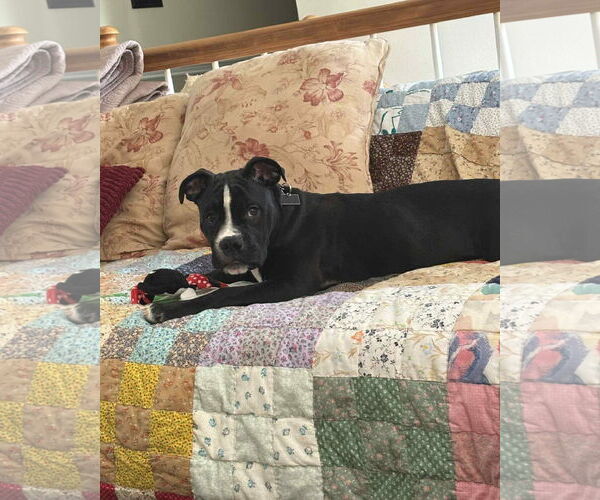 Medium Photo #3 American Pit Bull Terrier-Unknown Mix Puppy For Sale in Spotsylvania, VA, USA