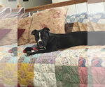 Small #2 American Pit Bull Terrier Mix