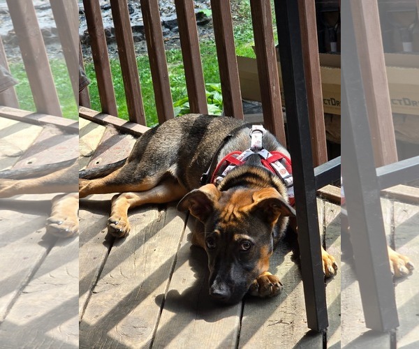 Medium Photo #2 Mutt Puppy For Sale in Hinckley, IL, USA