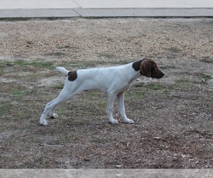 German Shorthaired Pointer Puppy for sale in QUITMAN, TX, USA