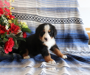 Bernese Mountain Dog Puppy for sale in SHILOH, OH, USA
