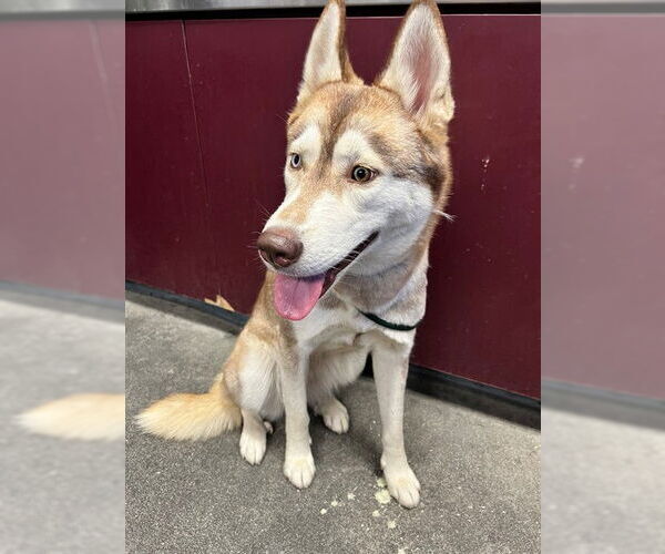 Medium Photo #1 - Mix Puppy For Sale in Downey, CA, USA