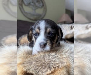 Beagle Puppy for sale in FORDLAND, MO, USA