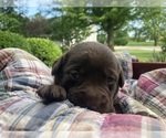 Small #3 Labrador Retriever