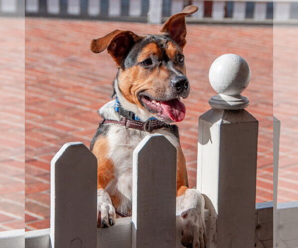 Medium Photo #4 Mutt Puppy For Sale in San Jose, CA, USA