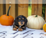 Puppy Mason Dachshund