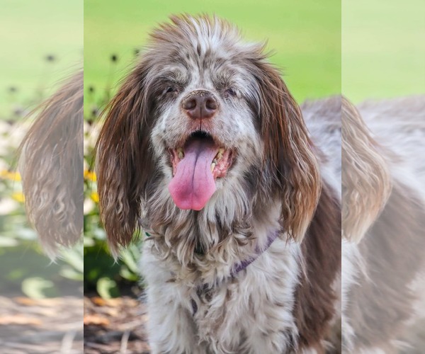 Medium Photo #4 Cocker Spaniel Puppy For Sale in Greenville, SC, USA
