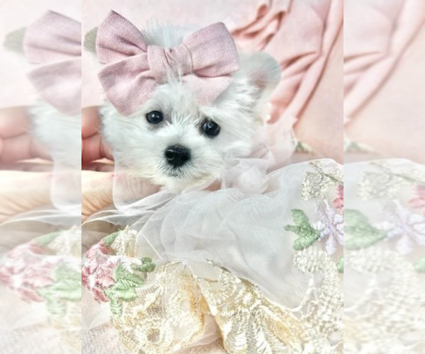 Medium Photo #9 ShihPoo Puppy For Sale in PEMBROKE PINES, FL, USA