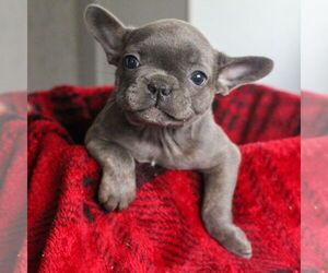French Bulldog Puppy for sale in LANCASTER, PA, USA