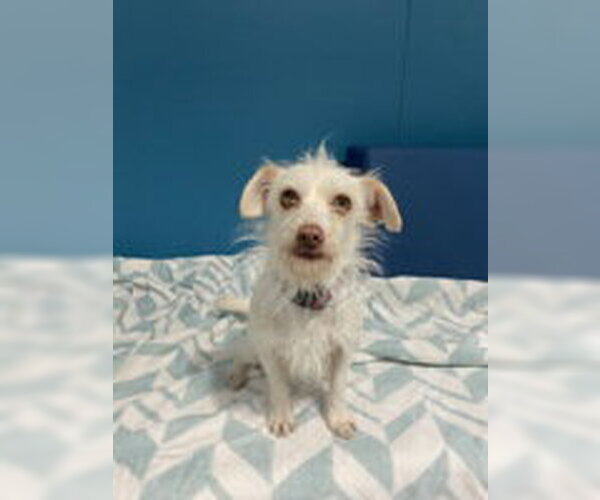 Medium Photo #1 Mutt Puppy For Sale in Salinas, CA, USA
