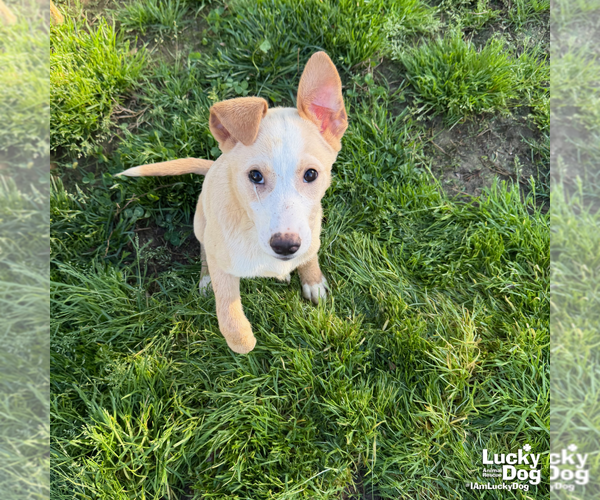 Medium Photo #5 Australian Shepherd-Unknown Mix Puppy For Sale in Washington, DC, USA