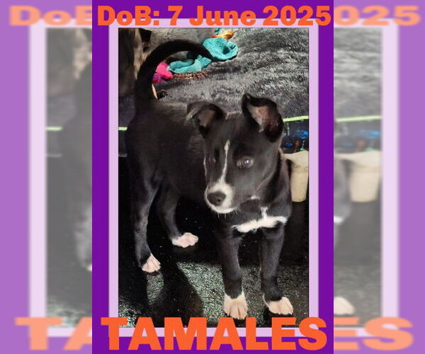 Medium Photo #1 Border Collie-Unknown Mix Puppy For Sale in Sebec, ME, USA