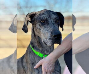 Great Dane Dogs for adoption in Bullard, TX, USA