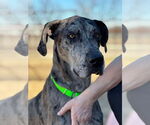 Small Great Dane