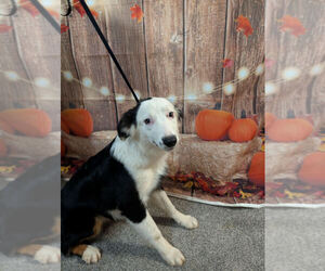 Australian Shepherd Dogs for adoption in Brewster, NY, USA