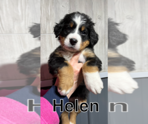 Bernese Mountain Dog Puppy for sale in DARLINGTON, WI, USA