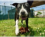 Small American Pit Bull Terrier