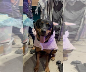 Sasha - Female Rottweiler Dog for Adoption - Photo #3