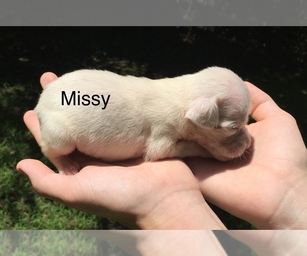 Medium Photo #4 Boxer Puppy For Sale in WINFIELD, KS, USA