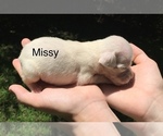 Small Photo #4 Boxer Puppy For Sale in WINFIELD, KS, USA