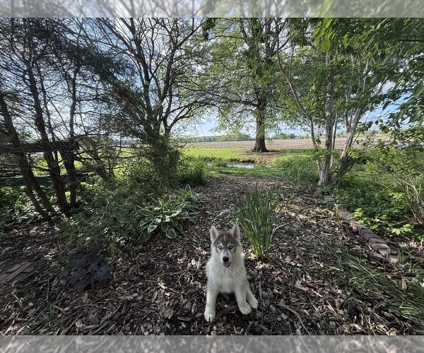 Medium Photo #7 Siberian Husky Puppy For Sale in ALTON, IL, USA