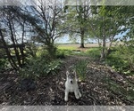 Small Photo #7 Siberian Husky Puppy For Sale in ALTON, IL, USA
