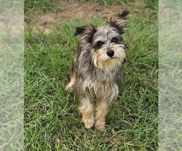 Medium Photo #1 Mutt Puppy For Sale in Cranston, RI, USA
