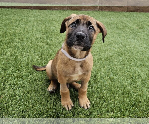 Medium Photo #3 German Shepherd Dog-Unknown Mix Puppy For Sale in Mission Viejo, CA, USA