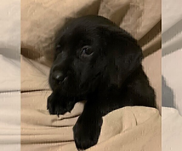 Medium Photo #14 Labrador Retriever Puppy For Sale in PUEBLO, CO, USA