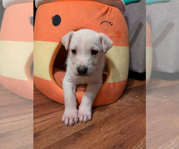 Medium Photo #4 Siberian Husky-Unknown Mix Puppy For Sale in Plainfield, IL, USA