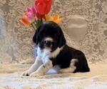 Image preview for Ad Listing. Nickname: Begonia