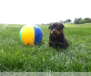 Rottweiler Puppy for sale in CASSVILLE, MO, USA