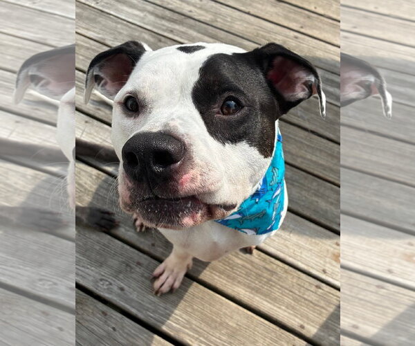 Medium Photo #1 American Bulldog Puppy For Sale in Hillsboro, NH, USA