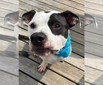 Small American Bulldog