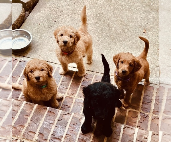 Medium Photo #6 Golden Mountain Doodle  Puppy For Sale in COLUMBIA, MO, USA