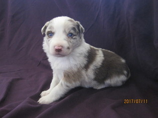 Border Collie Puppy for sale in LOCKE, NY, USA