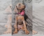 Small Photo #47 Doberman Pinscher Puppy For Sale in POMEROY, OH, USA