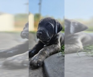 Medium Cane Corso-Doberman Pinscher Mix