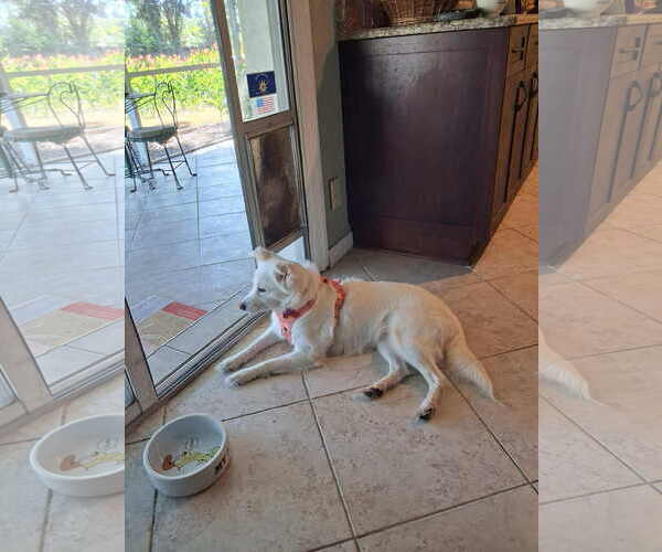 Medium Photo #15 American Eskimo Dog-Unknown Mix Puppy For Sale in Pikesville, MD, USA