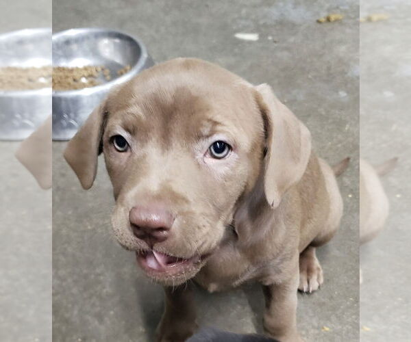 Medium Photo #1 Labrador Retriever-Staffordshire Bull Terrier Mix Puppy For Sale in Pottstown, PA, USA