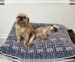 Small #3 Brussels Griffon