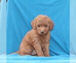 Billy - Male Goldendoodle (Miniature) Puppy for Sale - Small photo