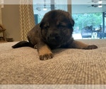 Small Photo #6 German Shepherd Dog Puppy For Sale in CANTON, TX, USA