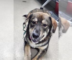 German Shepherd Dog-Unknown Mix Dogs for adoption in Newton, NC, USA