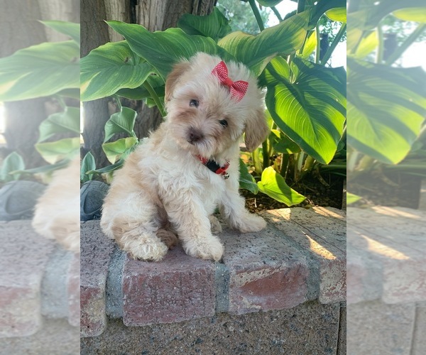 Medium Photo #5 Maltipoo Puppy For Sale in RANCHO CALIFORNIA, CA, USA