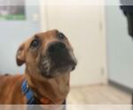Small #18 Labrador Retriever Mix